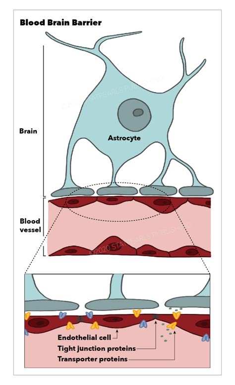 Figure Blood Brain Barrier Astrocyte Endothelial Statpearls