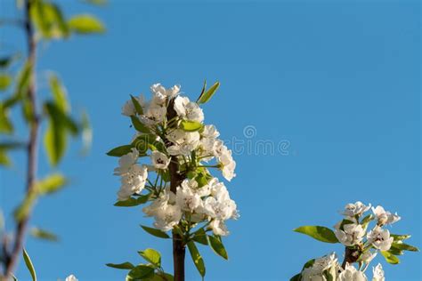 Flowering Of A Pear Tree A Branch Of A Fruit Tree With White Flowers