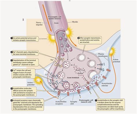 Biology Learnspot The Synapse And Mechanism Of Synaptic Transmission
