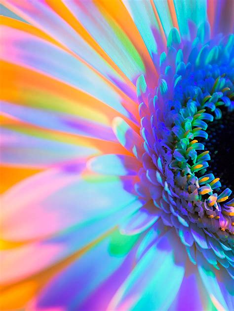 Shop our wide variety of products at the lowest online prices. Neon Flowers: Photography & Art Direction by Claire ...