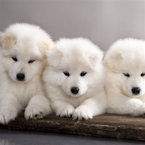 23 Samoyed Puppies For Sale L2sanpiero