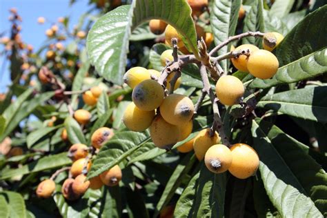 Wild Fruit Perhaps Loquats New Orleans Dave Cook Flickr