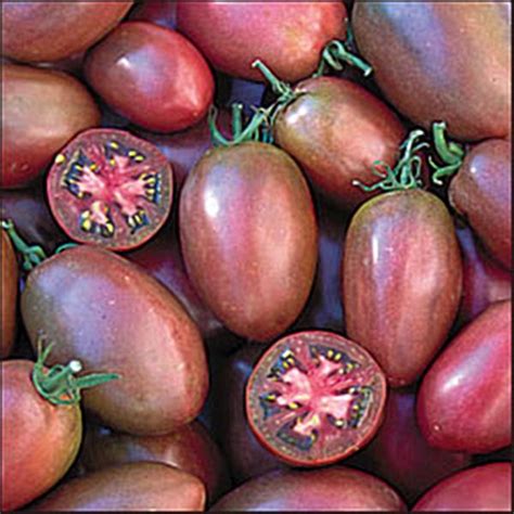 Purple Russian Heirloom Tomato Seed