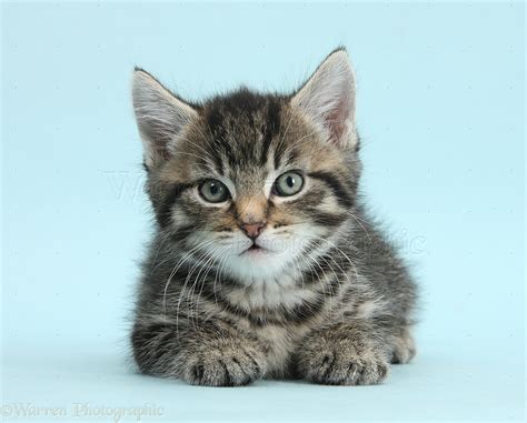 Cute Tabby Kitten On Blue Background Photo Wp37815