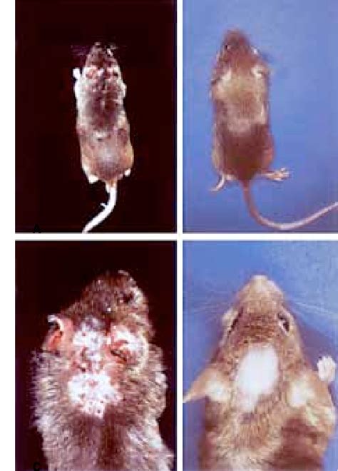 Ncnga Mice A Mouse Model For Atopic Dermatitis Semantic Scholar