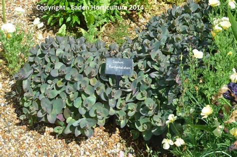 Himalaya engineering company is a leading manufacturers & exporters of bitumen pressure distributors & bitumen pressure distributor. HOW TO GROW SEDUM FROM CUTTINGS |The Garden of Eaden