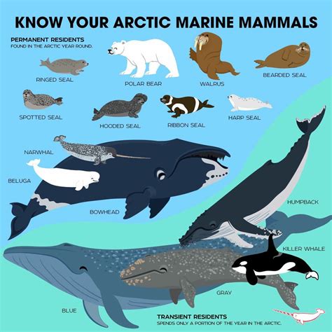 Arctic Animal Sounds Faune Océan Mer Et Ocean