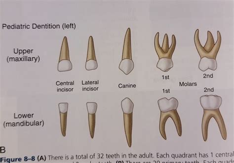 Primary Dentition Diagram Quizlet