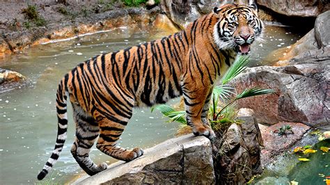 If there's one thing i know, it's that there's nothing ace can't handle. Rare Sumatran tiger newest member at LA Zoo | abc7.com