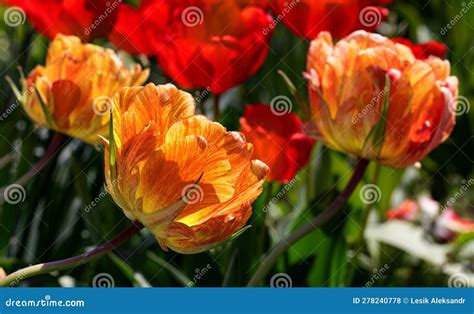 Colorful Spring Flower Bed With Colorful Tulips Flowerbed With Red And