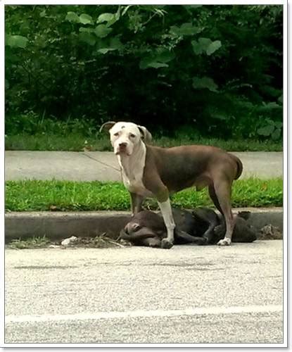 สุดซึ้ง พบสุนัขยืนเฝ้าศพเพื่อนตูบอยู่กลางถนนในสหรัฐฯ