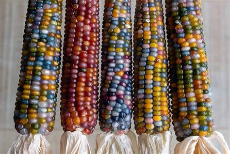Grow Glass Gem Corn For A Colorful Harvest Hgandh