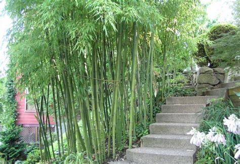 Under the tall tree beautiful leaves, nature. Sweet Shoot, nastus elatus. A stunning vertical green ...
