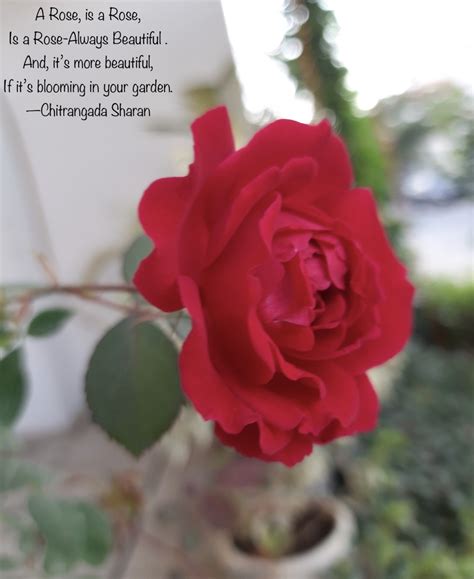 My Garden Rose—poem Letterpile
