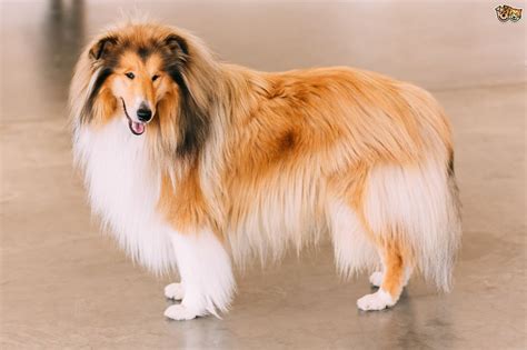 Rough Collie Hereditary Health And Health Testing Pets4homes
