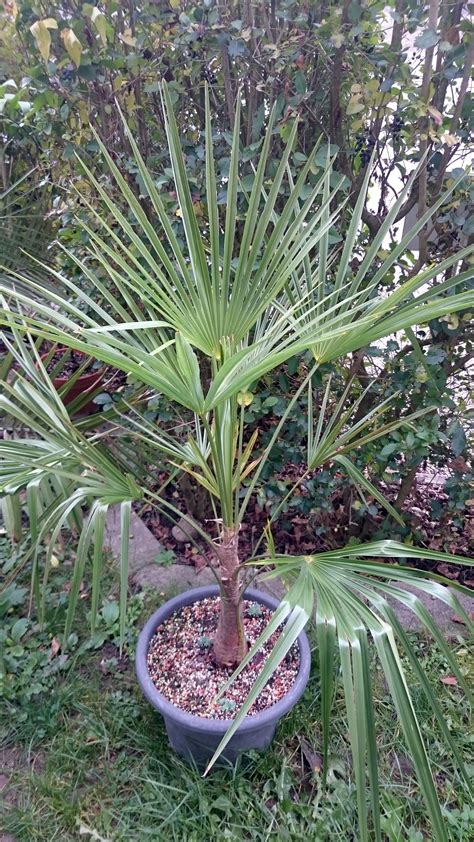 Order now for fast delivery + safe ship warranty! Palmen » Trachycarpus sp. nova