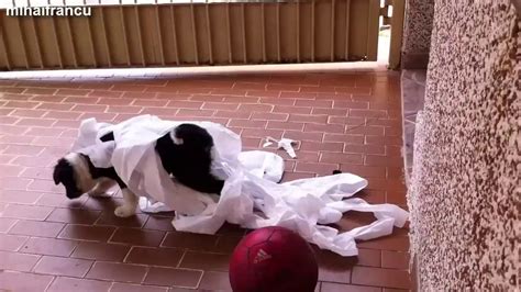 Funny Cats And Dogs Vs Toilet Paper Compilation 2014 New Video