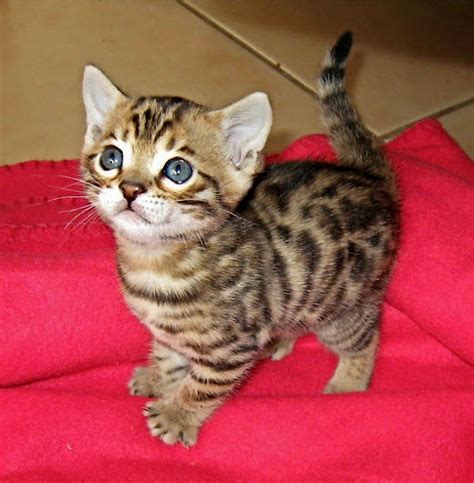 How Much Does A Bengal Cat Cost Cat And Dog Lovers