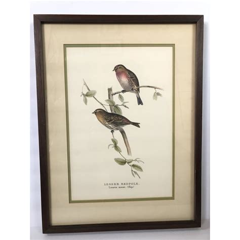 Vintage Framed Botanical Bird Prints Set Of 2 Chairish