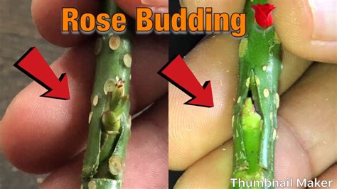 Rose Grafting Rose Bud Grafting How To Graft Rose Plant Youtube