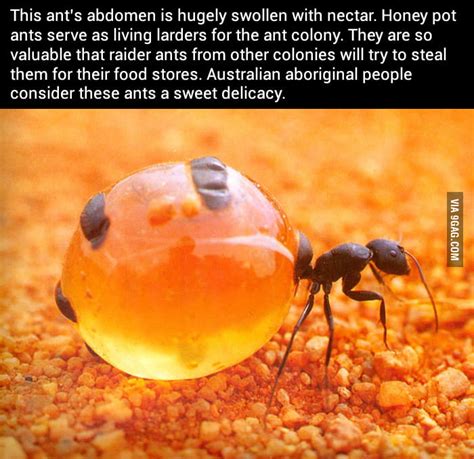 This Ants Abdomen Is Hugely Swollen With Nectar 9gag