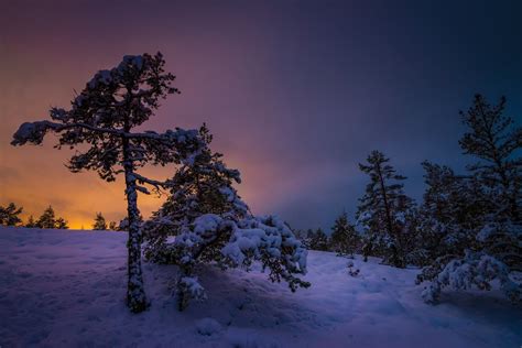 Sunset Over Snow Covered Trees Image Id 354974 Image Abyss