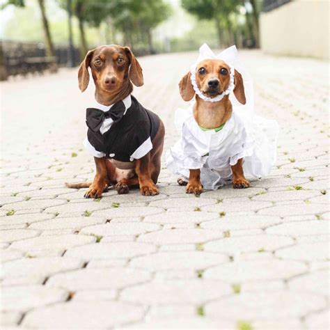 Pin On Pets Wedding Fashion