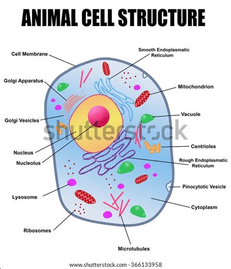 Check spelling or type a new query. Animal Cell Structure On White Background Stock Vector ...