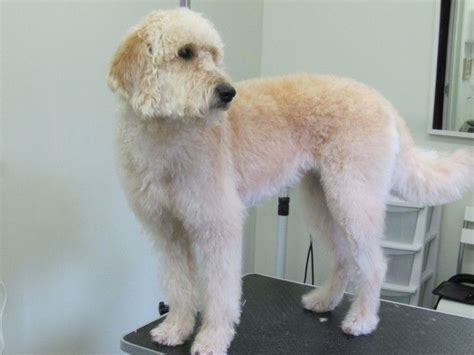 The labradoodle ear canals and hair are learning how to clean a labradoodles ears is an important grooming skill to ensure the comfort of your how do you get wax out of a labradoodles ears. australian labradoodle and labradoodle grooming http www ...