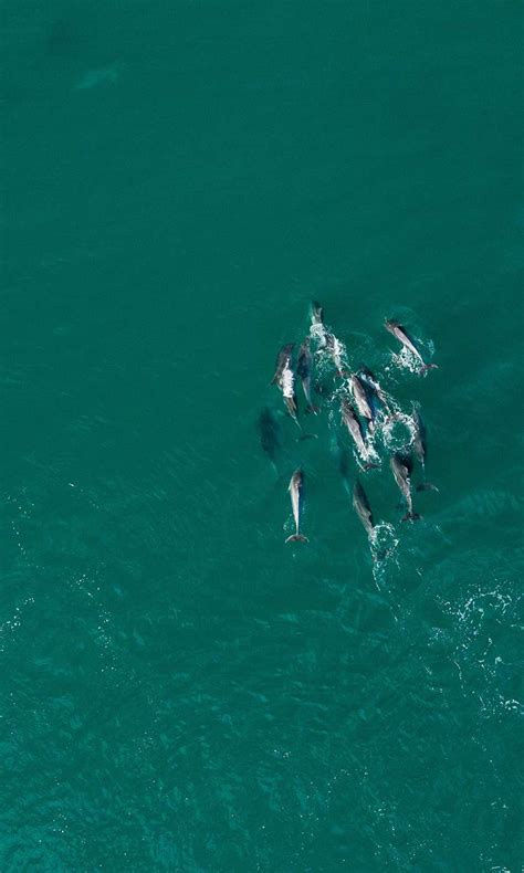 Tour Of The Ligurian Sea Cetacean Sanctuary Charter Portofino