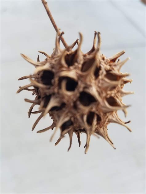This Spiky Tree Seed Pod Rmildlyinteresting