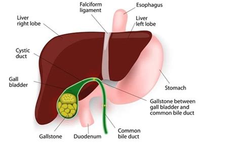 The pattern of your pain is compatible possibly with a gall bladder problem but it could be coming from any other gi structure. Gall Bladder Stone Symptoms, Causes and Treatment | No ...