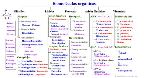 13 Mapa Conceptual Biomoleculas  Nietma