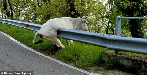 The Cow That Couldnt Moo Ve Bovine Beast Becomes Stuck On Roadside