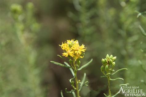 Plants Of Texas Rangelands Drummonds Goldenweed