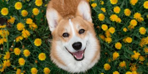 Do Dogs Really Smile Understanding Their Expressions