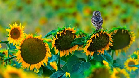 Bing Sunflower Backgrounds For Desktop