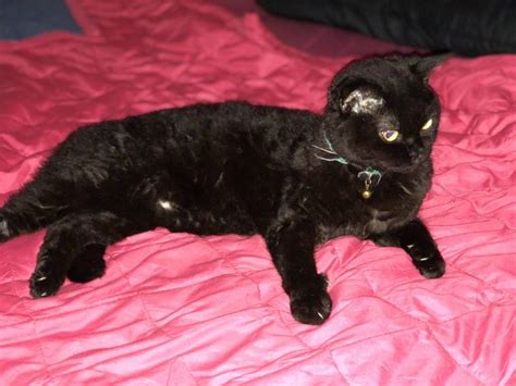 Have You Seen Thor A Missing Black Cat Lost At Marsiling Road Cats Cat Colors Black Cat