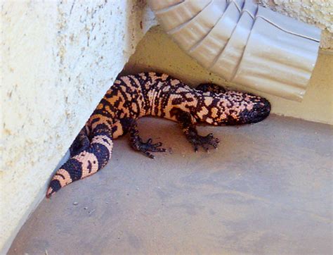 The giant gila monster the movie was included in … joel: Baby Gila Monster Pictures