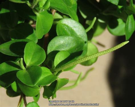 Photo Of The Bloom Of Peperomia Peperomia Japonica Posted By