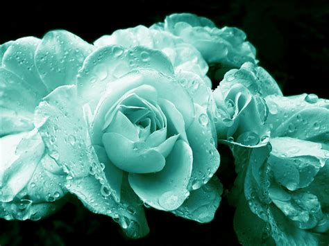 Teal Roses With Raindrops Photograph By Jennie Marie Schell