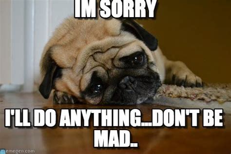 Best 21 Im Sorry Memes Dog Thoughts Funny Animals Funny Animal