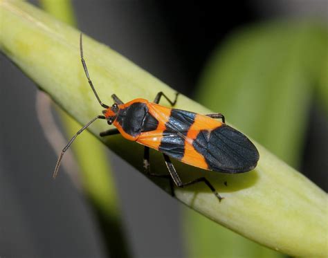 10 Stunning Red And Black Garden Bugs