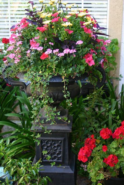 Curb Appeal Container Flowers Container Gardening
