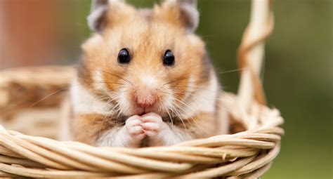 Så Tar Du Hand Om Din Hamster Agria Djurförsäkring