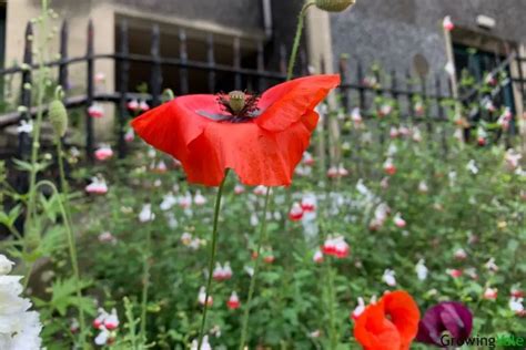 17 Best Poppy Types And Varieties For A Colorful Garden Growingvale