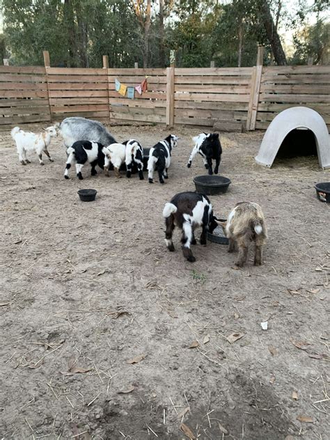Goat House Farm - Hipcamp in Tallahassee, Florida