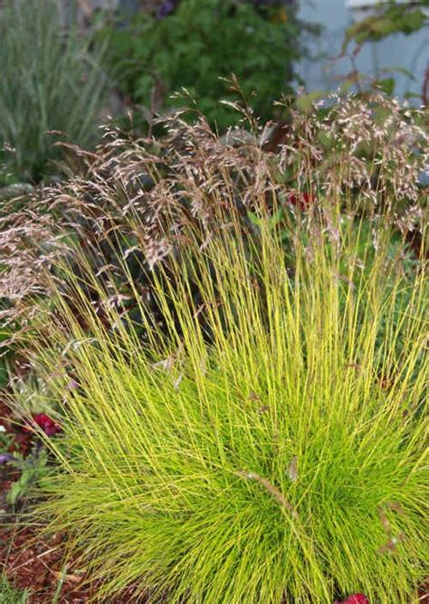 Email me when this plant is available. DESCHAMPSIA flexuosa 'Tatra Gold' - Plantes extérieures