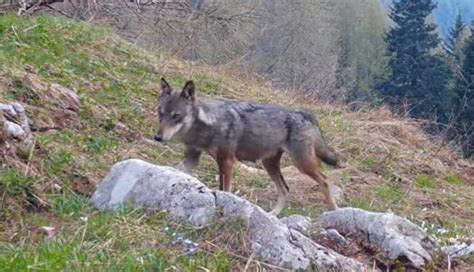 Una Coppia Di Lupi E Un Orso Filmati Da Una Fototrappola Che Incontro