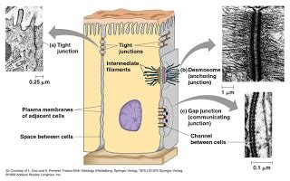 Plant cells all plant cells are surrounded by a cell wall composed primarily of cellulose. Lyon's Den